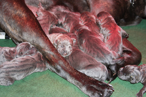 old world cane corso puppy